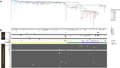 Comparative Whole Genome Sequence Analysis and Biological Features of Clostridioides difficile Sequence Type 2‡